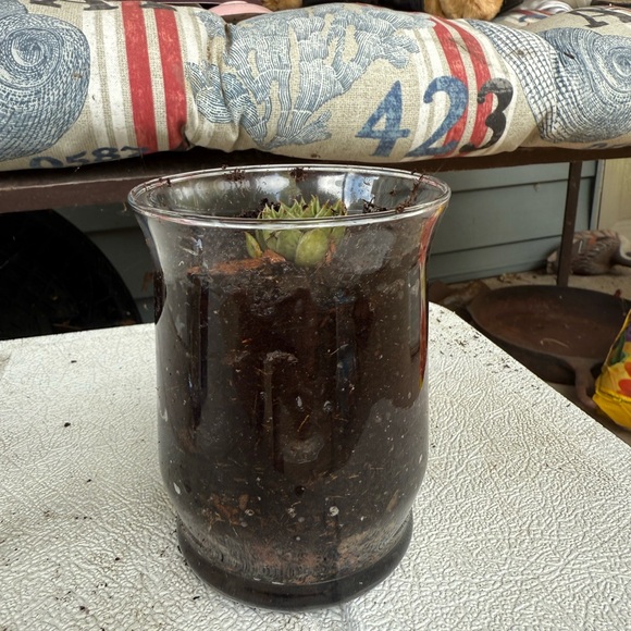Glass Planter with Succulent - Picture 1 of 3